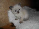 Аватара пользователя