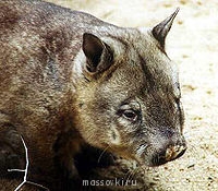 Встречи. Обсуждения встреч. Планирование. - 200px-Haarnasenwombat_(Lasiorhinus_krefftii).jpg
