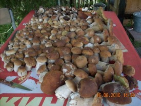 Флудилка. Болталка. Трепалка - 2016-2017 - 16.08.16 (4).JPG