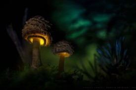 Флудилка. Болталка. Трепалка - 2016-2017 - terraoko-2015011566-13.jpg
