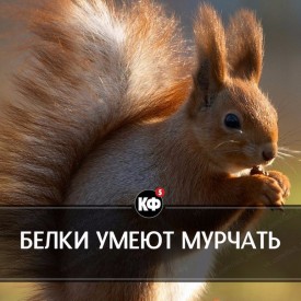 Флудилка. Болталка. Трепалка - 2016-2017 - LmA9KQ8S3LQ.jpg