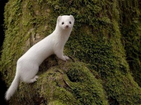 Флудилка. Болталка. Трепалка - 2016-2017 - White-Least-Weasel.jpg