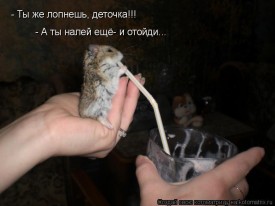 Флудилка. Болталка. Трепалка - 2016-2017 - 616766.jpg