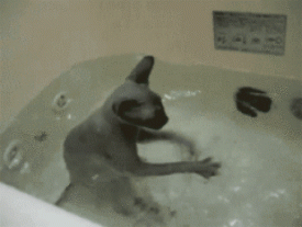 Флудилка. Болталка. Трепалка - 2016-2017 - плавает.gif