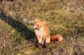 Флудилка. Болталка. Трепалка - 2016-2017 - Local_resident,_the_red_fox.jpg