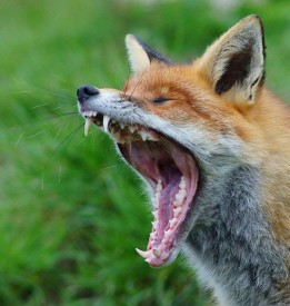 Флудилка. Болталка. Трепалка - 2016-2017 - 800px-Yawning_red_fox.jpg