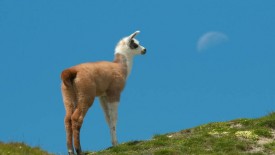 Флудилка. Болталка. Трепалка - 2016-2017 - llama-31125.jpg