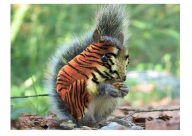 Флудилка. Болталка. Трепалка - 2016-2017 - tiger_squirrel_by_jen_ever-d4p2ek6.jpg