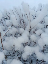 Флудилка. Болталка. Трепалка - IMG-20181219-WA0003.jpg