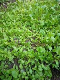 Флудилка. Болталка. Трепалка - IMG_20190718_162851.jpg