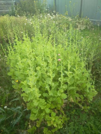 Флудилка. Болталка. Трепалка - IMG_20190902_140127.jpg