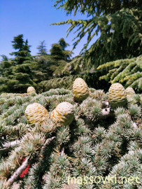 Флудилка. Болталка. Трепалка - IMG20200704120251.jpg