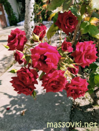 Флудилка. Болталка. Трепалка - IMG20200704154856.jpg