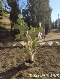 Флудилка. Болталка. Трепалка - IMG20200708174955.jpg