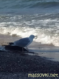 Флудилка. Болталка. Трепалка - IMG_20200711_235149.jpg