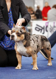 Американский булли, покет, окрас мерле - добрая  - dYgJ9f8yAsY.jpg