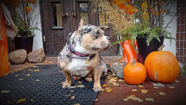 Американский булли, покет, окрас мерле - добрая  - XbFv5PrW18A.jpg