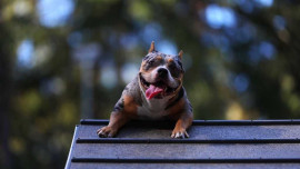 Американский булли, покет, окрас мерле - добрая  - Kk78g71eVsg-1.jpg