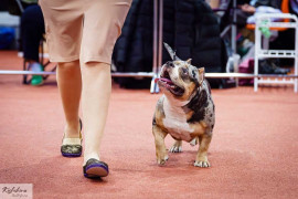 Американский булли, покет, окрас мерле - добрая  - 0e9GZl0SpZA.jpg