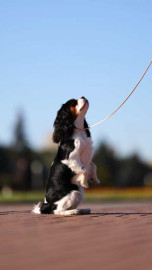 Кавалер кинг чарльз спаниель - 3 собаки - Ivz17aUfQHY.jpg