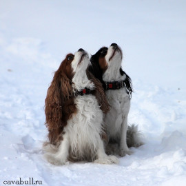 Кавалер кинг чарльз спаниель - 3 собаки - gOcGI002lLI.jpg