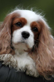 Кавалер кинг чарльз спаниель - 3 собаки - VJhFYJIMp6k.jpg