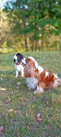 Кавалер кинг чарльз спаниель - 3 собаки - nh2o08t610k.jpg