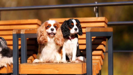 Кавалер кинг чарльз спаниель - 3 собаки - CpEh2nqXh9Q.jpg