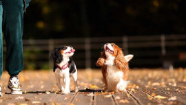 Кавалер кинг чарльз спаниель - 3 собаки - O2QKJrNogs8.jpg