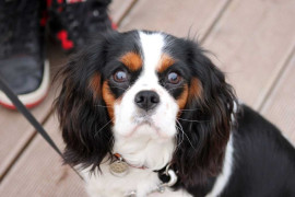 Кавалер кинг чарльз спаниель - 3 собаки - XMvIl61b0zA.jpg