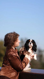 Кавалер кинг чарльз спаниель - 3 собаки - igjsTUesScU.jpg