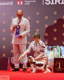 Кавалер кинг чарльз спаниель - 3 собаки - vCjPg3j1G_g.jpg