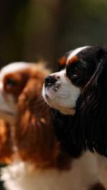 Кавалер кинг чарльз спаниель - 3 собаки - MQrhSdmUBfk.jpg