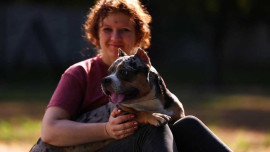 Американский булли, покет, окрас мерле - добрая  - hcxTAHfIRxA.jpg