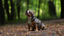 Американский булли, покет, окрас мерле - добрая  - mMY7o5tMLus.jpg