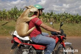шашлык с доставкой.
