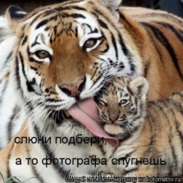 Встречи. Обсуждения встреч. Планирование. - 1321294004_novie-kotomatrisi-na-kotomatrisi.ru-27.jpg