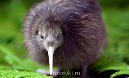 Встречи. Обсуждения встреч. Планирование. - kiwi_bird_species.jpg