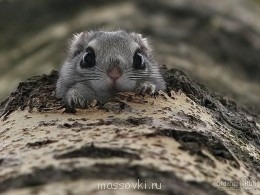 Встречи. Обсуждения встреч. Планирование. - otdahni.ru_1333528613_pics-23.jpg