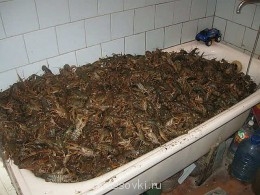 Встречи. Обсуждения встреч. Планирование. - раки.jpg
