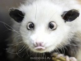 Встречи. Обсуждения встреч. Планирование. - image.jpg