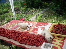 Встречи. Обсуждения встреч. Планирование. - DSCN0898.JPG