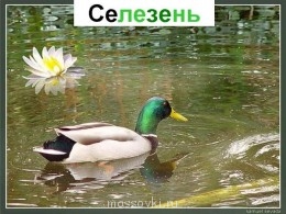 Встречи. Обсуждения встреч. Планирование. - 0012-012-Selezen.jpg