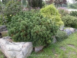 Встречи. Обсуждения встреч. Планирование. - c3ba4bf0e817 (1).jpg