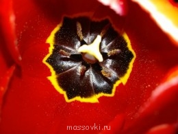 Встречи. Обсуждения встреч. Планирование. - WP_001014.jpg