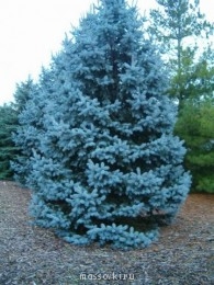 Встречи. Обсуждения встреч. Планирование. - Blue-Spruce-520x693.jpg
