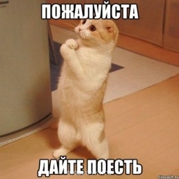 Встречи. Обсуждения встреч. Планирование. - kote_25164449_orig_.jpg