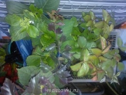Встречи. Обсуждения встреч. Планирование. - WP_001077.jpg