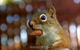 Встречи. Обсуждения встреч. Планирование. - backyard_chipmunk_picture_2744389232_ce4a0136cd_o.jpg