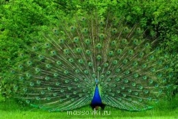 Встречи. Обсуждения встреч. Планирование. - 92990768_4.jpg